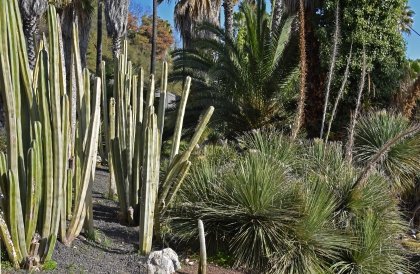 Jardines de Mosén Costa Llobera