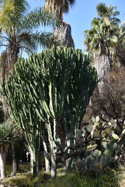 Jardines de Mosén Costa Llobera