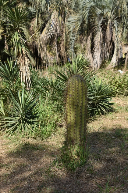 Jardines de Mosén Costa Llobera