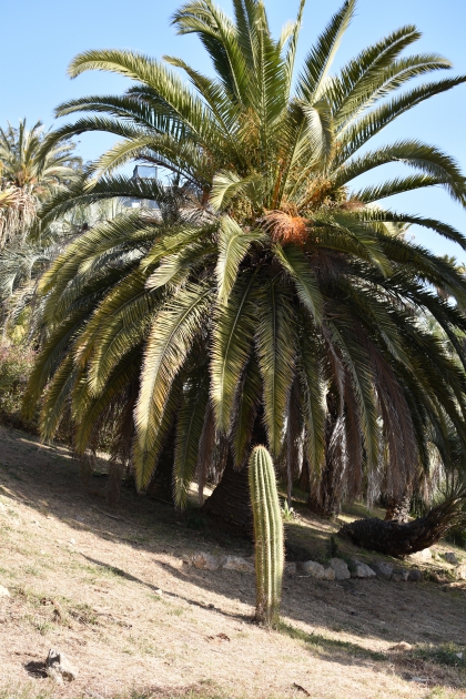 Jardines de Mosén Costa Llobera