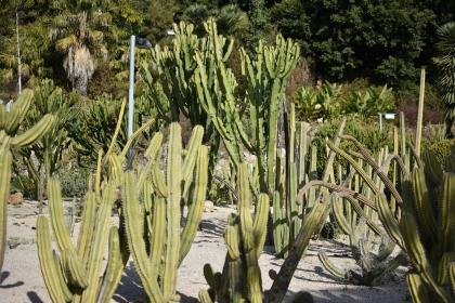 Jardines de Mosén Costa Llobera