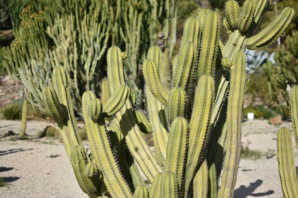 Jardines de Mosén Costa Llobera