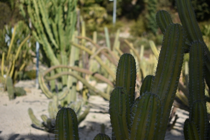 Jardines de Mosén Costa Llobera