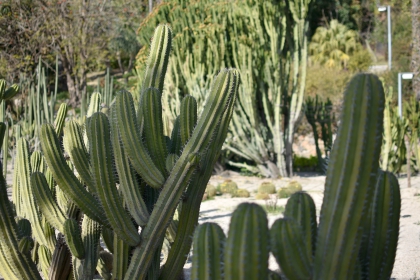 Jardines de Mosén Costa Llobera